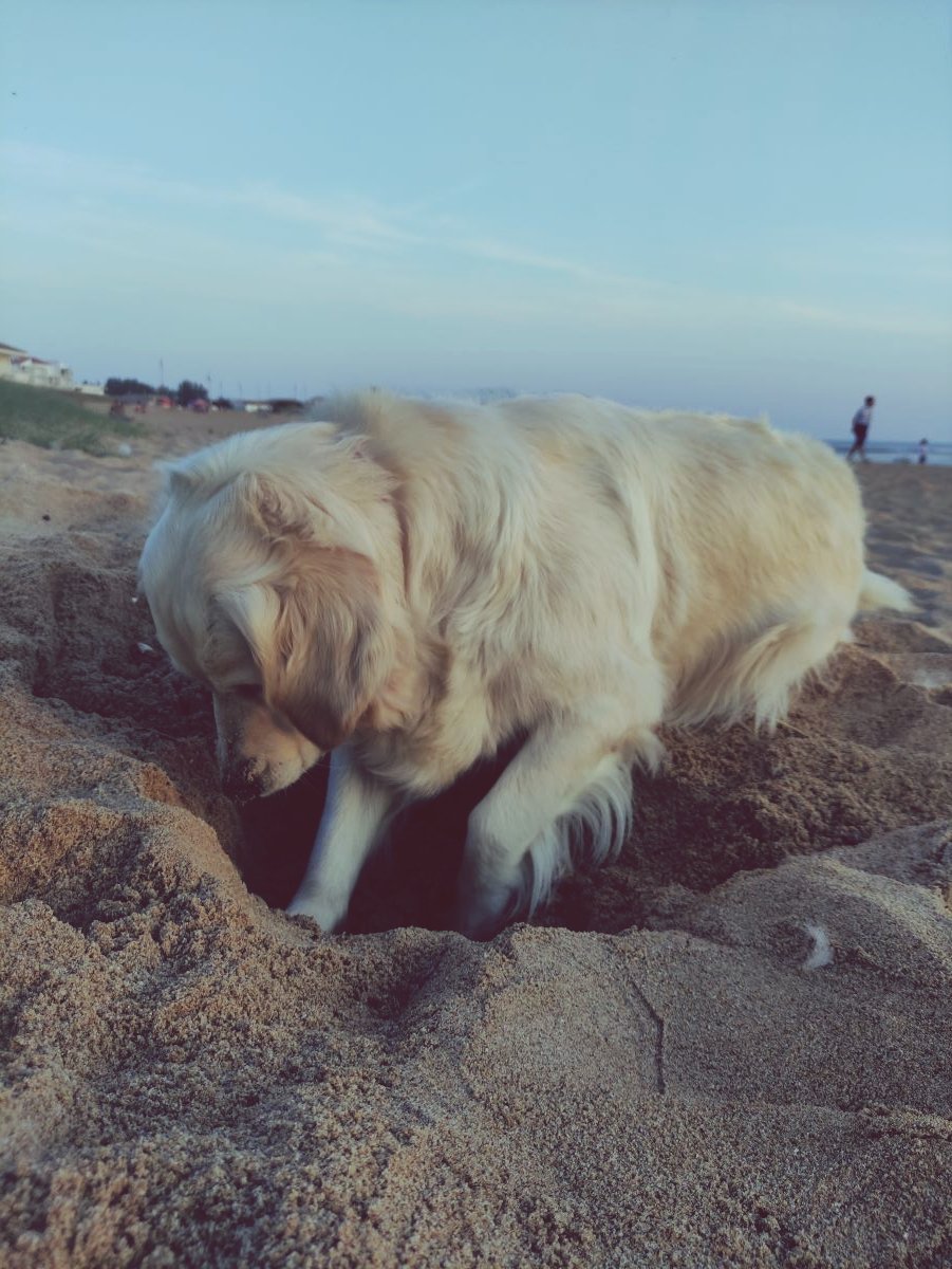 Creuser, promenade, chien