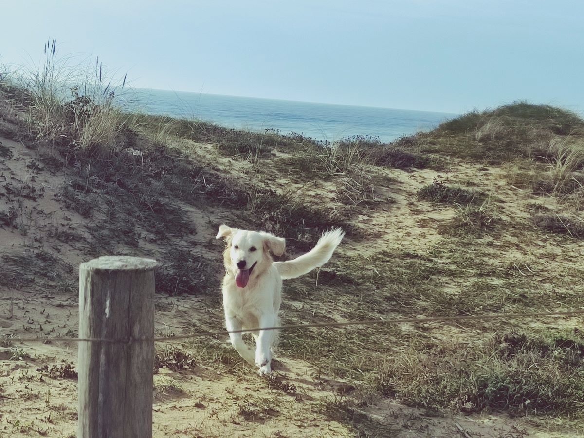 Promenade chien
