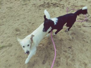 Lire la suite à propos de l’article Idée reçue : j’ai un jardin donc je n’ai pas besoin de sortir mon chien