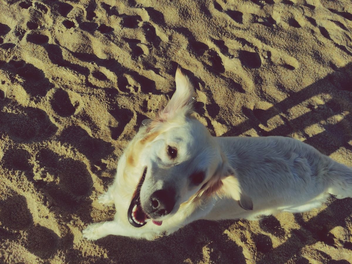 Renforcer relation, promenade, chien, humain