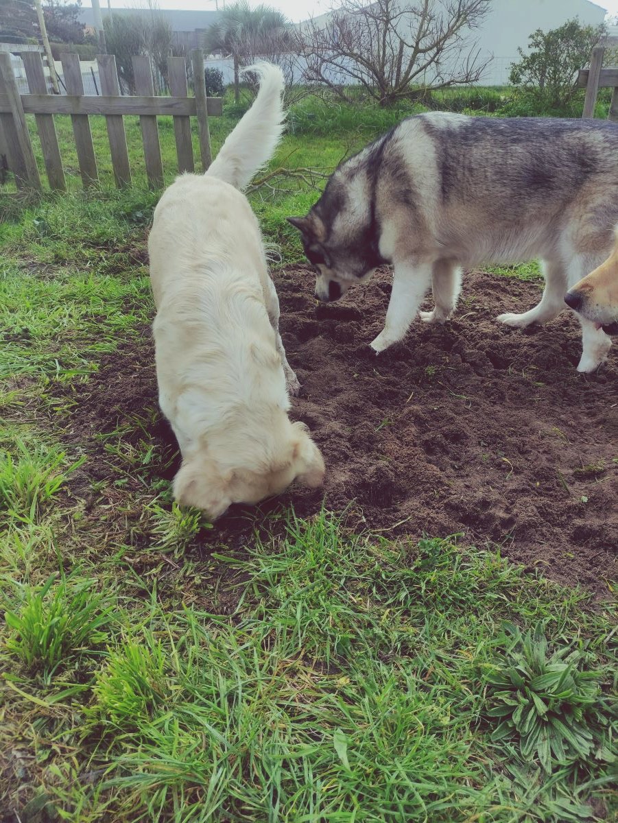 Jardin sensoriel, Happy dogs land, happy dogs nanny saint hilaire de riez