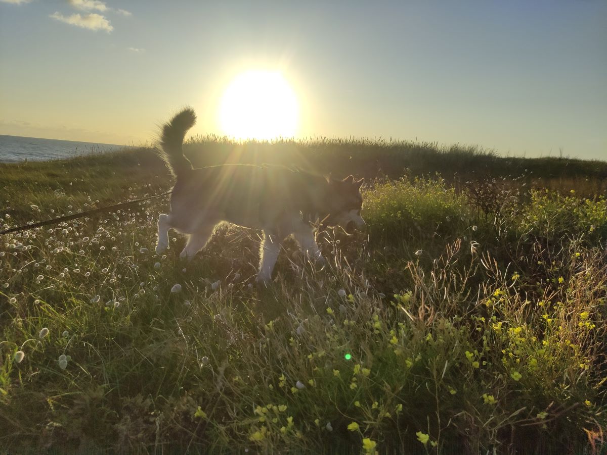 Feu d'artifice comportementaliste happy dogs chien